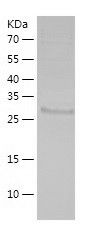    PLEKHG3 / Recombinant Human PLEKHG3