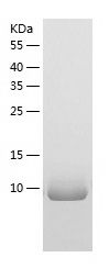    IL-13 / Recombinant Human IL-13