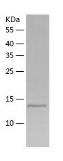    MAP1LC3B2 / Recombinant Human MAP1LC3B2