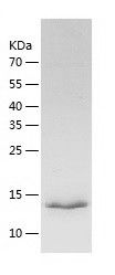    SDHAF1 / Recombinant Human SDHAF1