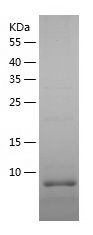    PCP4L1 / Recombinant Human PCP4L1