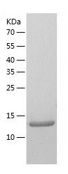    SNTN / Recombinant Human SNTN