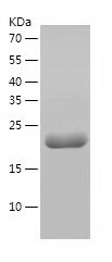    EFCAB7 / Recombinant Human EFCAB7