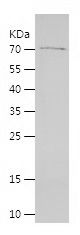    ISM1 / Recombinant Human ISM1