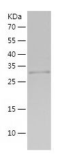 Recombinant Rat CTRP3