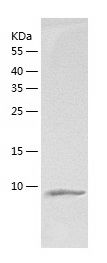    HSBP1L1 / Recombinant Human HSBP1L1