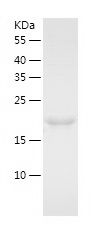    ECSIT / Recombinant Human ECSIT