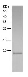    TSTD3 / Recombinant Human TSTD3