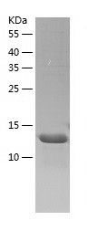    galectin 9 / Recombinant Human galectin 9