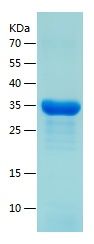    HPS2 / Recombinant Human HPS2