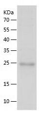    RHOD / Recombinant Human RHOD