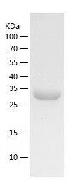    Galectin 8 / Recombinant Human Galectin 8