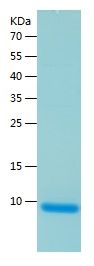    ATOX1 / Recombinant Human ATOX1