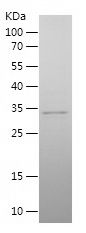    Syntenin / Recombinant Human Syntenin