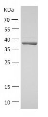    CYR61 / Recombinant Human CYR61