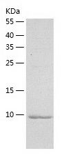    MDC / Recombinant Human MDC