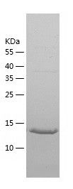    NME4 / Recombinant Human NME4