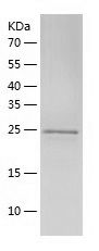Recombinant Mouse Peroxiredoxin 6