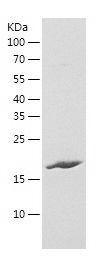    ISLR / Recombinant Human ISLR