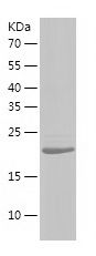    RFXANK / Recombinant Human RFXANK