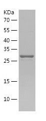    HS3ST1 / Recombinant Human HS3ST1