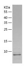    GDF8 / Recombinant Human GDF8