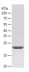    Myostatin Propeptide / Recombinant Human Myostatin Propeptide