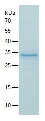    PSMA7 / Recombinant Human PSMA7