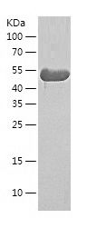    IFIT3 / Recombinant Human IFIT3