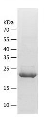    LIN7A / Recombinant Human LIN7A