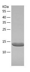    Ube2L6 / Recombinant Human Ube2L6