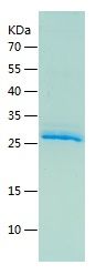    EREG / Recombinant Human EREG