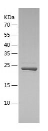    PFAS / Recombinant Human PFAS