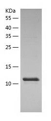    LSM1 / Recombinant Human LSM1