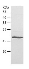    p21-ARC / Recombinant Human p21-ARC