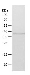    POLR1C / Recombinant Human POLR1C