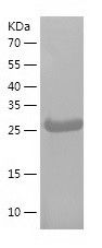    Scramblase 1 / Recombinant Human Scramblase 1