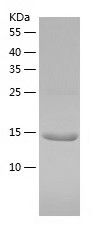    TRIM24 / Recombinant Human TRIM24