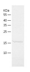    Centrin 3 / Recombinant Human Centrin 3