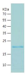    FAT10 / Recombinant Human FAT10