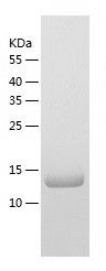    PFD6 / Recombinant Human PFD6