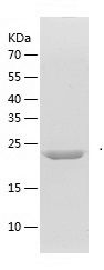    GSTA4 / Recombinant Human GSTA4