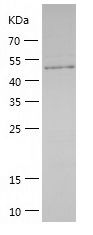    Laminin alpha 5 / Recombinant Human Laminin alpha 5