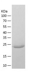    CLIC2 / Recombinant Human CLIC2