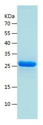    BD2 / Recombinant Human BD2