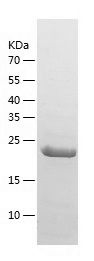    PMM2 / Recombinant Human PMM2