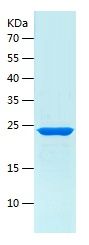    HMG4 / Recombinant Human HMG4