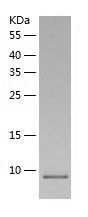    LEC / Recombinant Human LEC