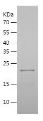    MAFG / Recombinant Human MAFG