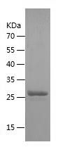    Claudin 3 / Recombinant Human Claudin 3